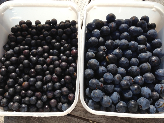 Sloes on the left, bullace on the right (I think).